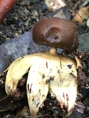 Geastrum tenuipes