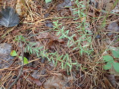 Sericocarpus linifolius