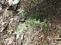 Sericocarpus linifolius