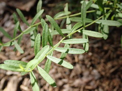 Sericocarpus linifolius