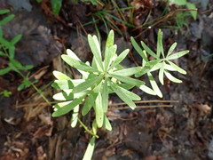 Sericocarpus linifolius