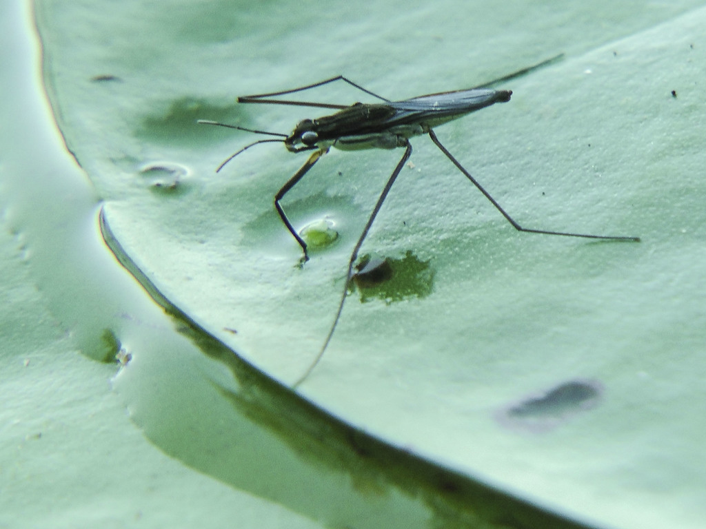 Gerris alacris