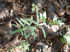 Sericocarpus linifolius