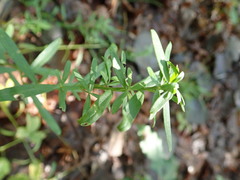 Sericocarpus linifolius