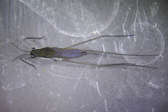 Gerris alacris