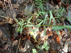 Sericocarpus linifolius