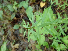 Sericocarpus linifolius