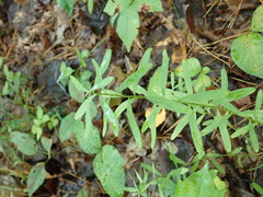 Sericocarpus linifolius