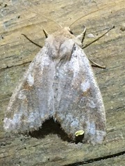 Orthosia rubescens