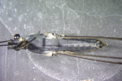 Gerris alacris