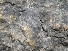 Hydropunctaria maura