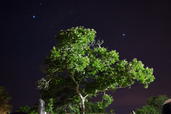 Hymenaea courbaril