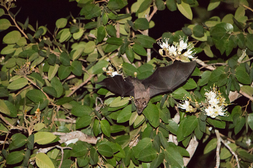 Greater Spear-nosed Bat