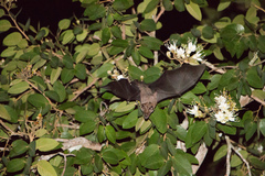Phyllostomus hastatus