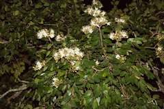 Hymenaea courbaril