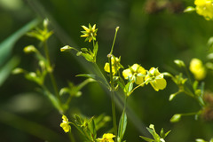 Lysimachia lanceolata