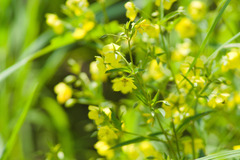 Lysimachia lanceolata
