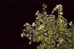 Phyllostomus hastatus