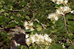 Phyllostomus hastatus