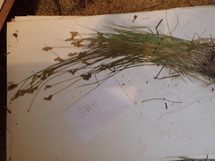 Carex scoparia