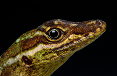 Anolis anoriensis