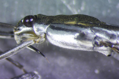 Gerris alacris