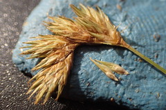 Carex scoparia