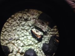 Mycoblastus sanguinarioides