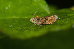 Olethreutes permundana