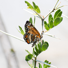 Chlosyne endeis pardelina