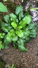Micranthes micranthidifolia