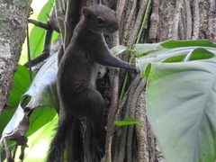 Sciurus deppei
