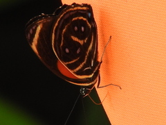 Callicore texa titania