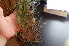Carex lucorum austrolucorum