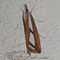 Catoptria permutatellus