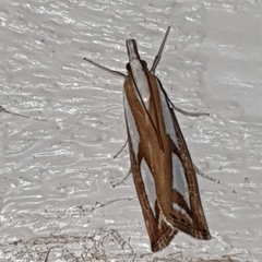 Catoptria permutatellus