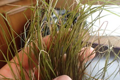 Carex lucorum austrolucorum