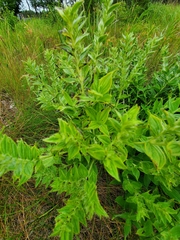 Lithospermum occidentale