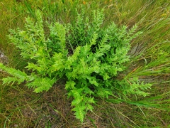Lithospermum occidentale