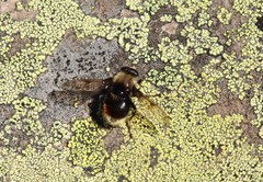 Sericomyia harveyi