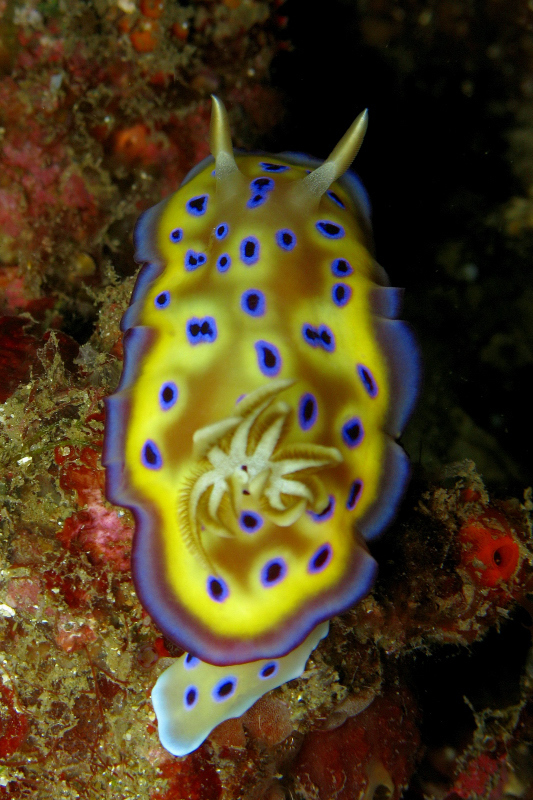 Goniobranchus kuniei