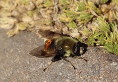 Sericomyia flagrans