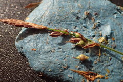 Carex lucorum austrolucorum