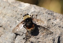 Sericomyia harveyi