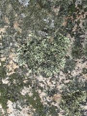 Xanthoparmelia viriduloumbrina