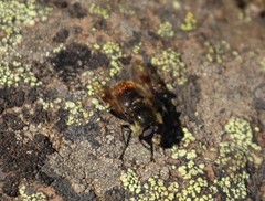 Sericomyia flagrans