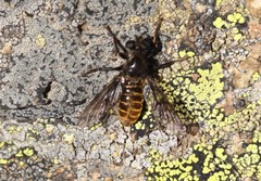 Laphria milvina