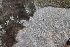 Lecanora oreinoides