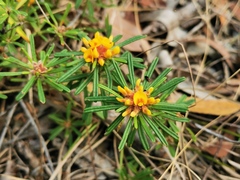 Pultenaea petiolaris
