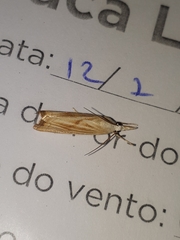 Xanthocrambus delicatellus